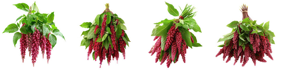 Wall Mural - love lies bleeding (amaranthus caudatus) with its long, red tassels cascading from a vibrant green p
