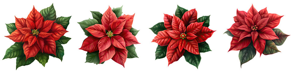 Wall Mural - a vibrant poinsettia flower isolated on a transparent background - highlighting its rich red petals 