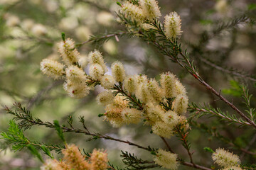 Wall Mural - Melaleuca ericifolia. Myrtaceae Australia Melaleuca or the Australian Tea Tree is one of the most valuable Australian shrubs and trees of the Myrtle family.