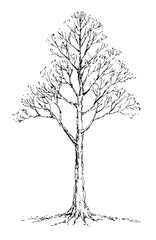 Sticker - Vector drawing. Big bare tree