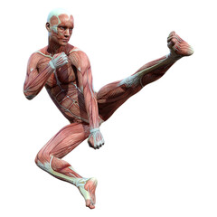 3D Rendering Male Anatomy Figure on White