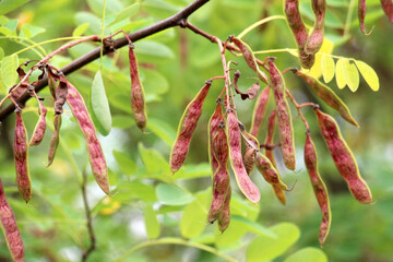young pods of robinia pseudoacacia with seeds