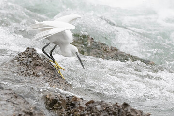 Sticker - The attack, little egret among the rapids (Egretta garzetta)