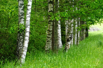 Scenic view on colorful birch tree forest during summer. Birch grove in summer in Latvia