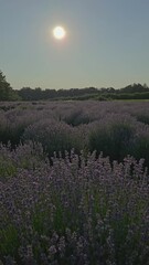 Wall Mural - Lavender field at sunset