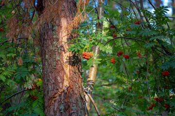 red rowan berries on a tree against a green forest background