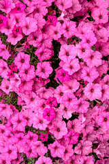 Wall Mural - A bush of pink petunia in a flower pot, garden decoration.