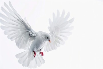 Poster - A white bird soars through the clear blue sky with ease