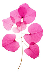 Canvas Print - PNG Bougainvillea flower petal plant.