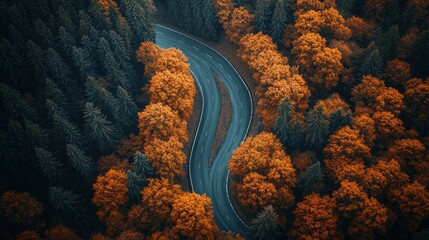 Poster - A winding road with trees in the background