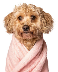 Sticker - PNG Adorable dog wrapped in towel