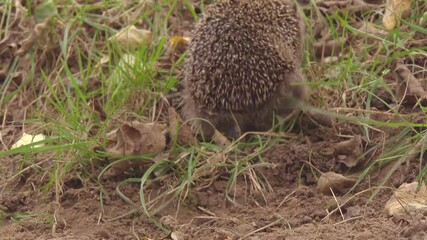 hedgehog looks for food on an orchard meadow
