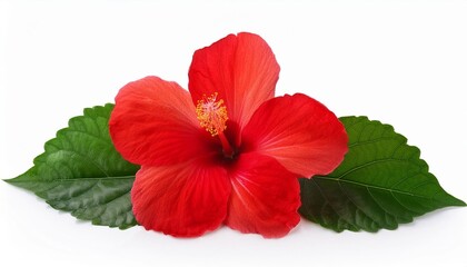 Wall Mural - bright large red hibiscus flower and leaf isolated on white background