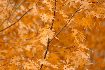 Wall Mural - autumn red, yellow, orange, crimson foliage, leaves of marsh oak, Quercus palustris in garden, tree branches sway in background, autumn season, nature protection, concept of weather