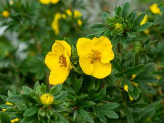 Potentilla fruticosa,  Shrubby Cinquefoil. Wild and garden plant. Yellow flowers on a warm summer day  