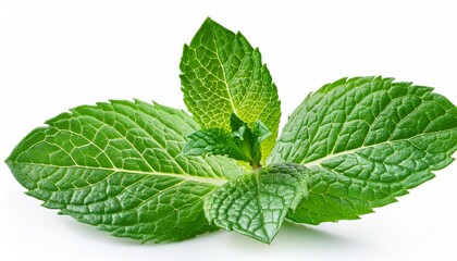 Mint leaves isolated on white background. Fresh peppermint on white background. Mint leaves closeup