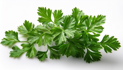 Wall Mural - Parsley isolated on white background. Fresh Parsley herb closeup.