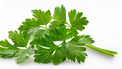 Wall Mural - Parsley isolated on white background. Fresh Parsley leaves closeup.