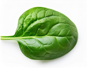 Wall Mural - Spinach leaves isolated on white background. Various fresh green Spinach Macro. Top view. Flat lay. Package design elements.