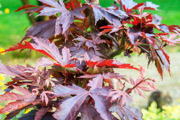 red tree leaves in the forest