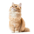 © CALMANDRELAX STUDIO - A fluffy orange cat sitting gracefully, gazing upward with curious eyes isolated on a transparent background.