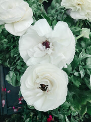 Wall Mural - A close up of a white flower with a green stem