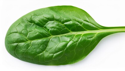 Fesh spinach leaves isolated on white background. Espinach Set. Pattern. Flat lay. Creative layout of Salad leaves.