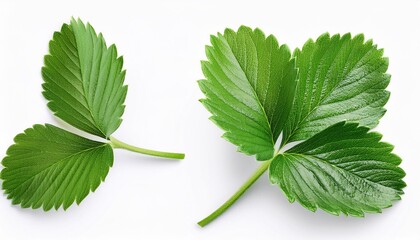 Fresh strawberry leaves isolated on white background. Top view, flat lay, collection