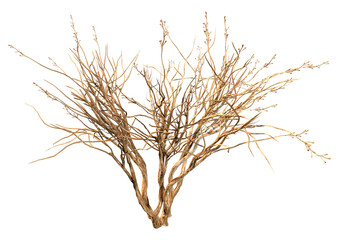 Wall Mural - 3D Rendering Crape Myrtle Plant on White