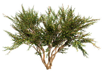 Wall Mural - 3d rendering crape myrtle plant on white