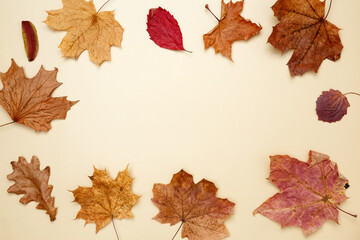 Wall Mural - Golden orange autumn leaves of maple tree. Top view. Copy space