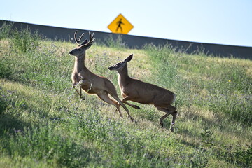 Wall Mural - Mule deer, running