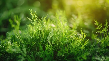 Poster - Close up view of fresh dill plant in vegetable garden during summer harvest Selective focus