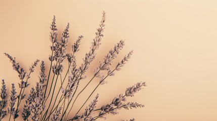 Wall Mural - Natural lavender and dry snags on beige background for branding identity and packaging Soft pastel hues with space for text front view