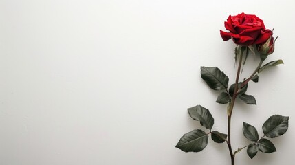 Poster - Red rose on white background for Valentine s Day