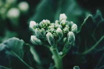 Fresh harvesting head of organic broccoli cabbage, close up, bio farming, vegetarian food