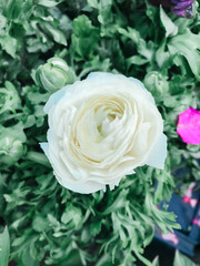 Wall Mural - A white flower is in a green bush