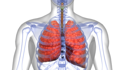 Wall Mural - Human Respiratory System Lungs Anatomy