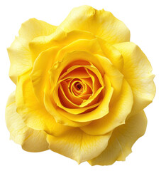 Canvas Print - PNG Vibrant yellow rose close-up