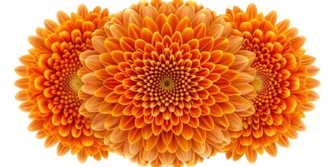 Poster - Orange Chrysanthemum Mandala Flower Kaleidoscope Isolated on White Background, orange, chrysanthemum, mandala