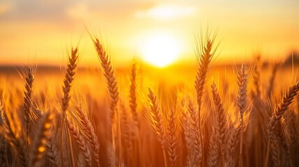 Wall Mural - Golden wheat field in sunset light with vibrant colors and clear sky