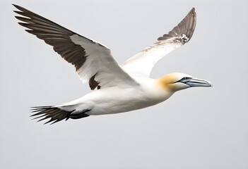 Wall Mural - A view of a Gannet in flight