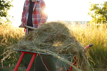 Wall Mural - Farmer working with wheelbarrow full of mown grass outdoors, closeup