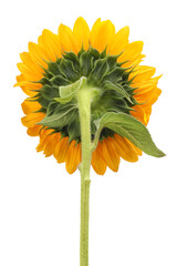 Wall Mural - One beautiful sunflower with bright petals isolated on white