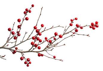 Wall Mural - png christmas branch cherry plant fruit.