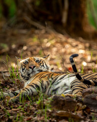 Wall Mural - wild indian male bengal tiger or panthera tigris fine art closeup with eye contact in morning safari tail up resting in shade at bandhavgarh national park forest reserve madhya pradesh india asia