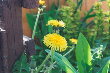 Wall Mural - A yellow flower is in the foreground of a green background