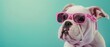© Viktor - A tight shot of a dog donning pink sunglasses, directly gazing into the camera
