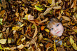 © Irina Schmidt - Fall Portrait of Little Toddler Girl in Autumn Park on Warm October Day with Oak and Maple Leaf. Child Lying in a Lot of Leaves. Family Outdoor Fun in Fall. Kid Smiling. Healthy Baby Girl.