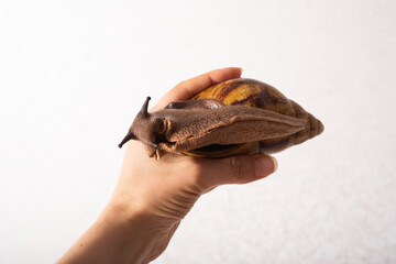 Giant snail in human hand